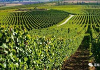 探秘葡萄酒产区：领略独特风土魅力