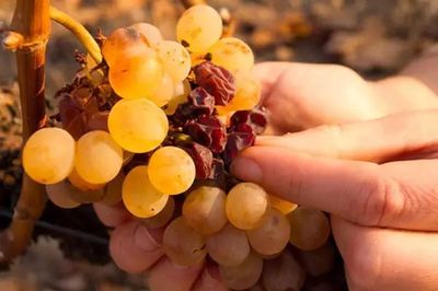 贵腐葡萄采收(分次采收 / 筛选)工艺