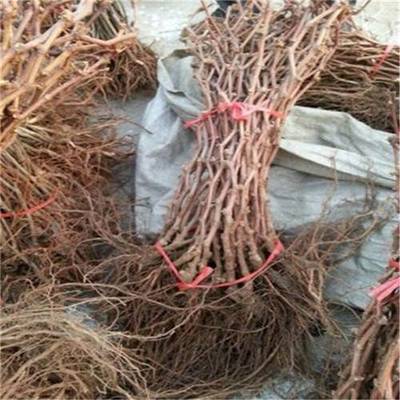 葡萄根系深度培育与土壤透气性优化工艺