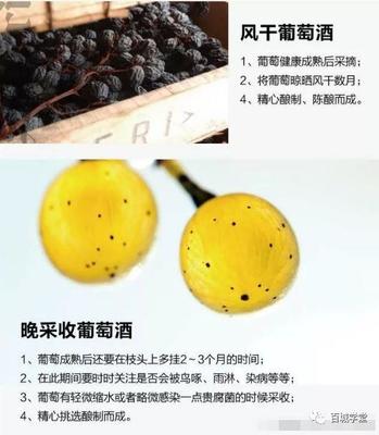 贵腐葡萄酒工艺（全流程）标准化工艺