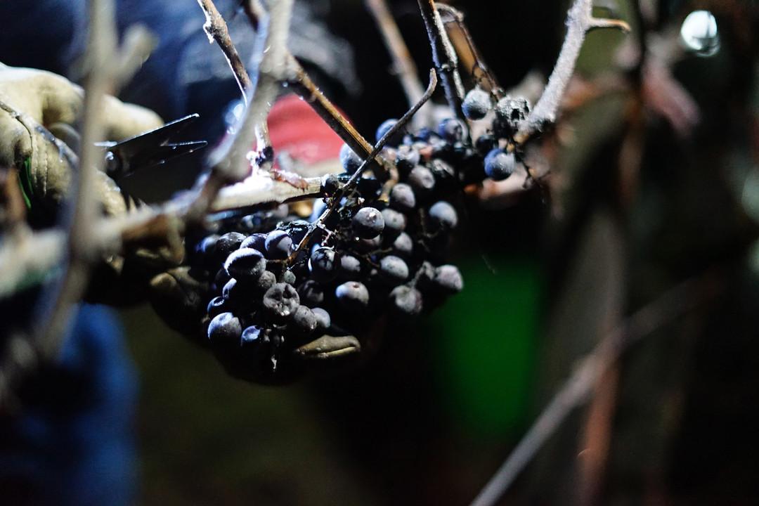 贵腐葡萄压榨(轻柔压榨 / 高浓度果汁)工艺