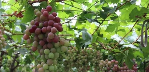 葡萄果实膨大期水分管理工艺