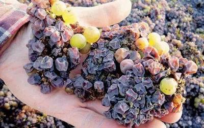 贵腐葡萄压榨（低压力 / 慢速度）工艺