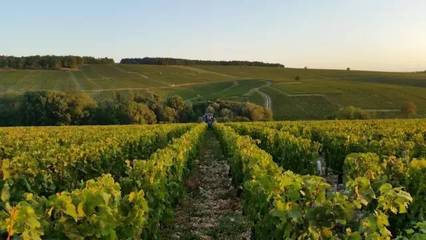 葡萄酒产区风土,味蕾的灵感源泉