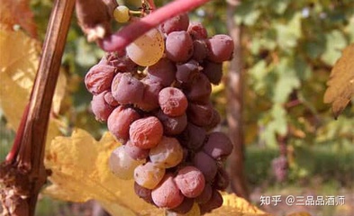 贵腐葡萄酒 botrytis 特征（感官 / 化学）检测工艺