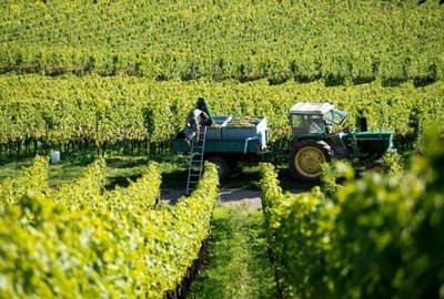 走进葡萄酒产区,聆听风土的故事