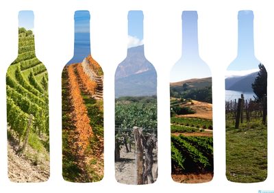 葡萄酒产区风土,怎样影响品质?