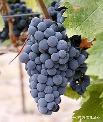 葡萄酒产区(产区风土对风味影响)基础常识