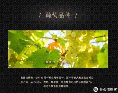 白起泡葡萄酒二次发酵（香气清新度 / 酸度平衡）工艺