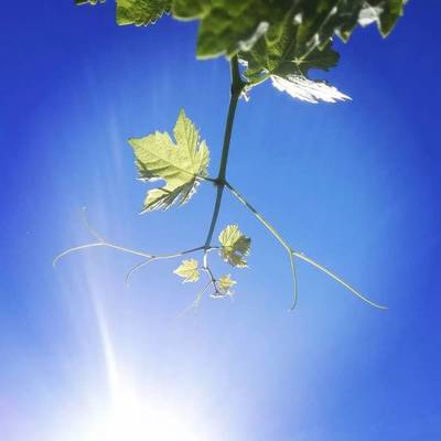 葡萄酒工艺标杆（树立 / 学习 / 超越）管理工艺