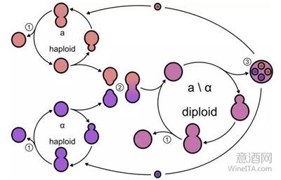 贵腐葡萄酒酵母（耐高渗透压酵母）筛选工艺