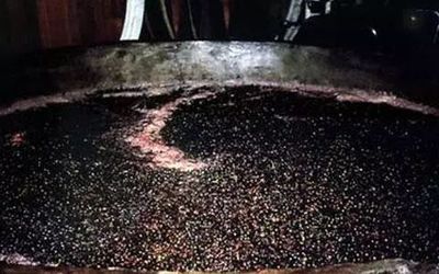红葡萄酒酒精发酵（开放式 / 密闭式）容器选择工艺