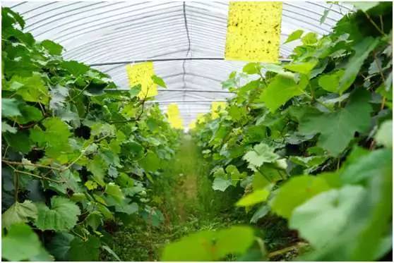 葡萄病虫害绿色防控(生物农药应用)工艺