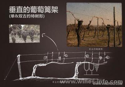 葡萄藤架式搭建(篱架 / 棚架)工艺