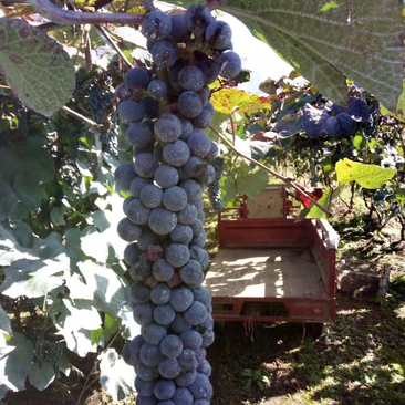 集安市香盈葡萄酒庄