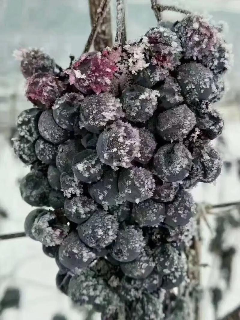 葡萄压榨不足(出汁率低)工艺处理