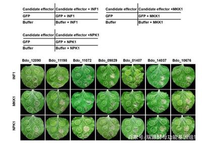 酵母菌种筛选（本土酵母 / 商业酵母）与活化工艺