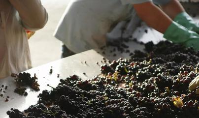 白葡萄酒工艺(全流程)标准化工艺
