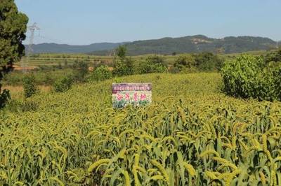 山西金田园酒庄