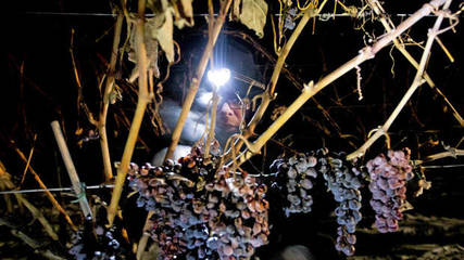 冰酒葡萄解冻后压榨(控制出汁率)工艺