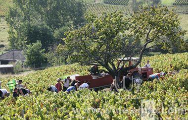 是什么赋予葡萄酒产区风土魅力?