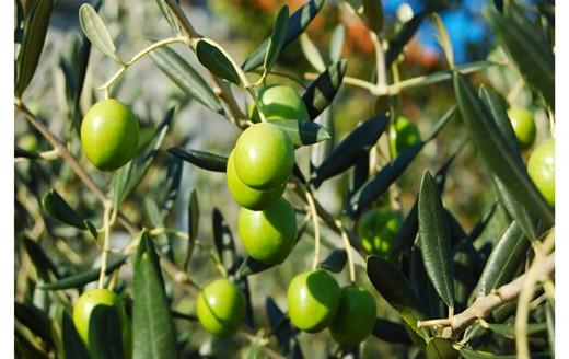 破碎后果浆果胶酶添加与酶解工艺