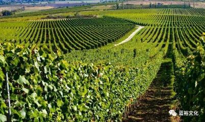 探秘葡萄酒产区:领略独特风土魅力