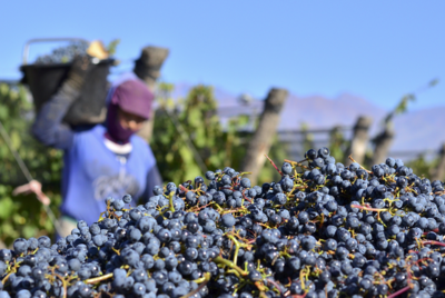 葡萄酒品牌数字推广:利用数字平台,实现精准营销