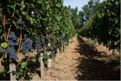 葡萄酒稳定处理后微生物检测(菌落总数)工艺