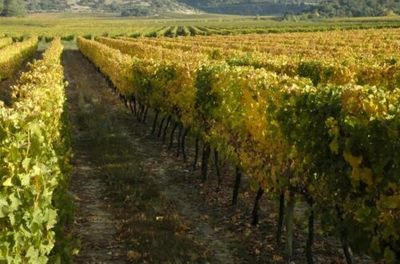 圣佩德罗酒庄(Vina San Pedro)